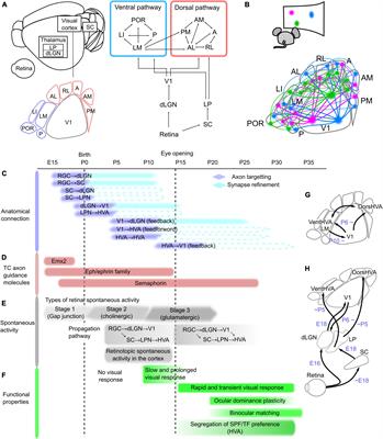 Thalamocortical circuits for the formation of hierarchical pathways in the mammalian visual cortex